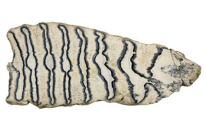 Polished Mammoth Molar Slice - South Carolina #335410